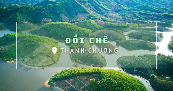 Đảo chè Thanh Chương